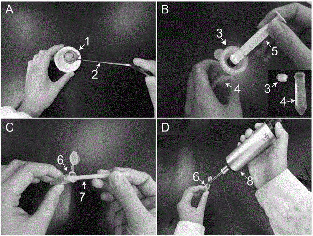 Technology for dissociating and culturing prawn embryonic cells