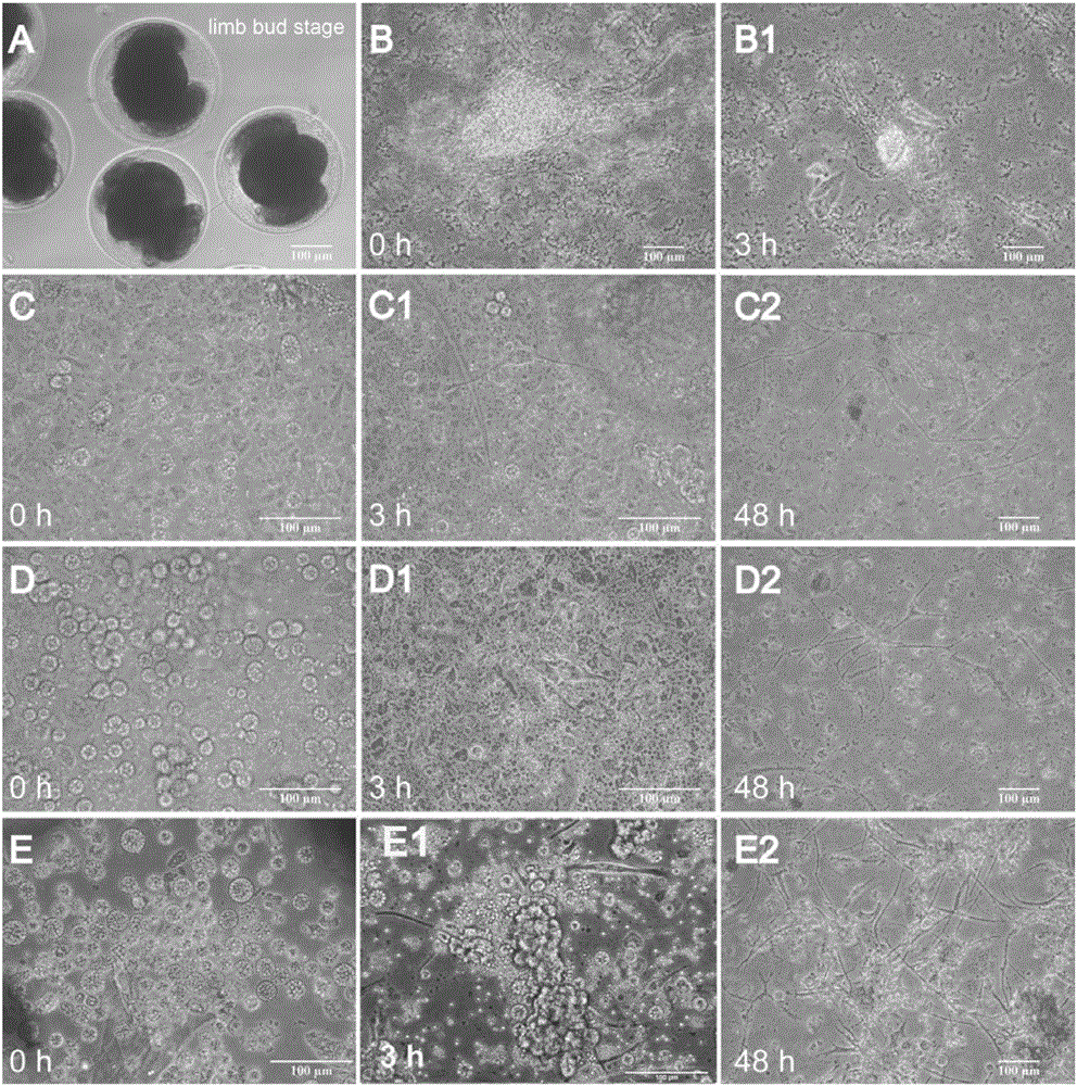 Technology for dissociating and culturing prawn embryonic cells