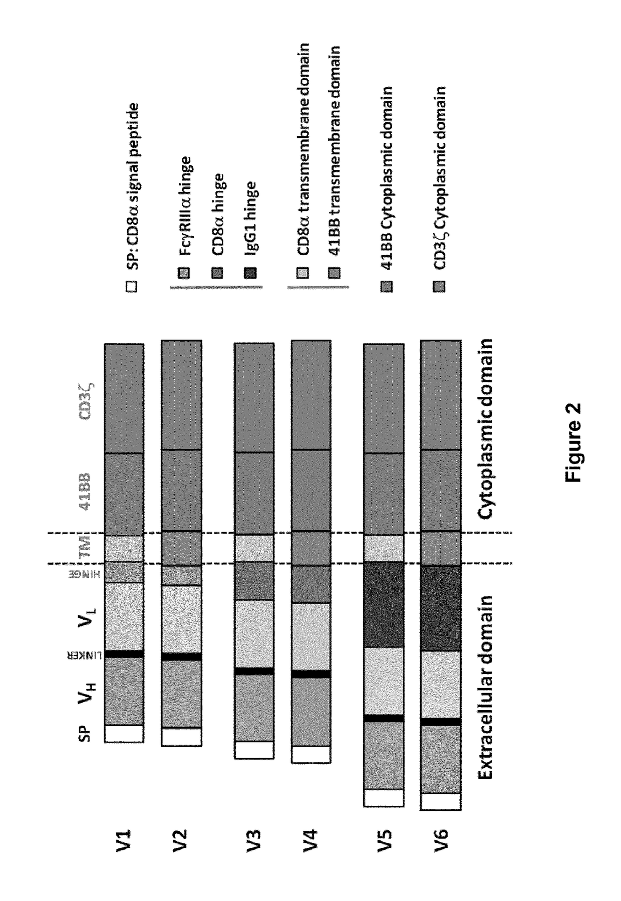 CD33 specific chimeric antigen receptors for cancer immunotherapy