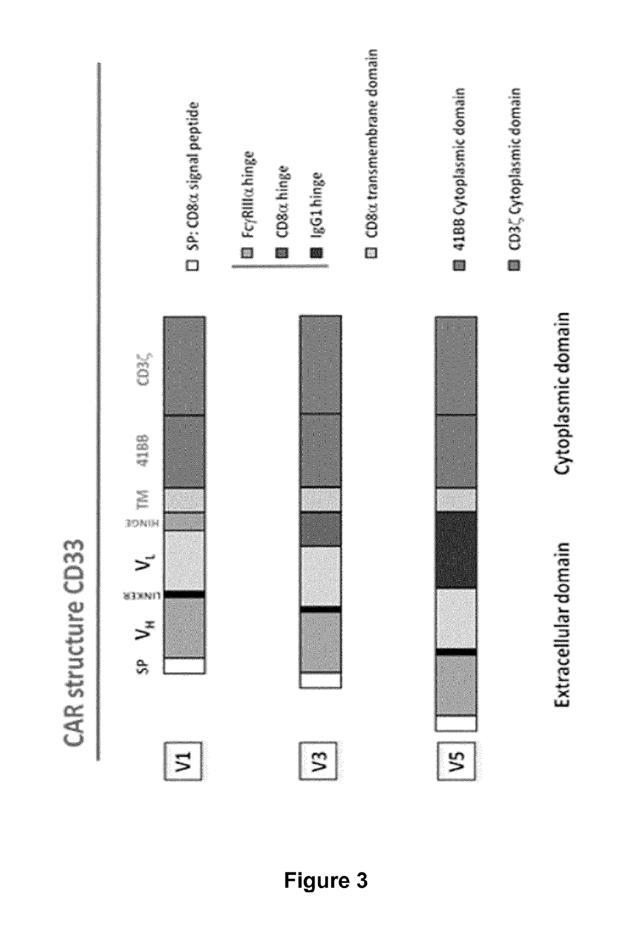 CD33 specific chimeric antigen receptors for cancer immunotherapy