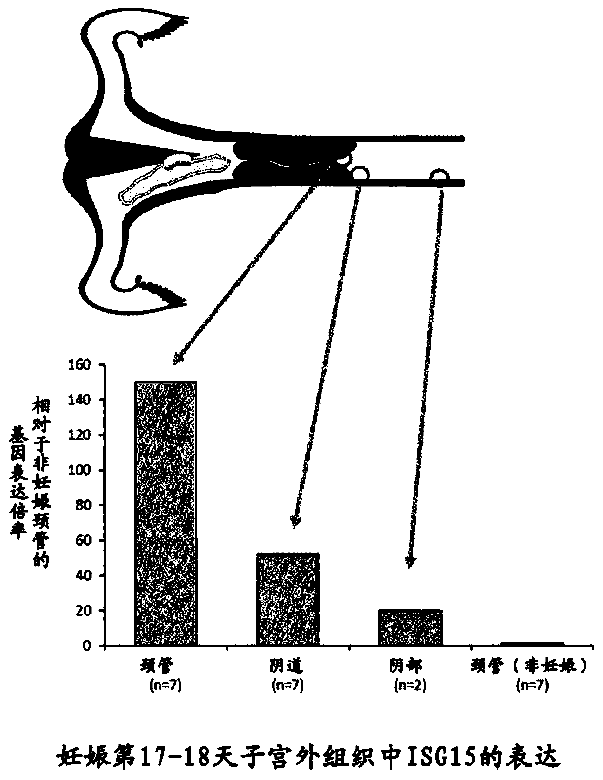 Method for diagnosing pregnancy in ruminant