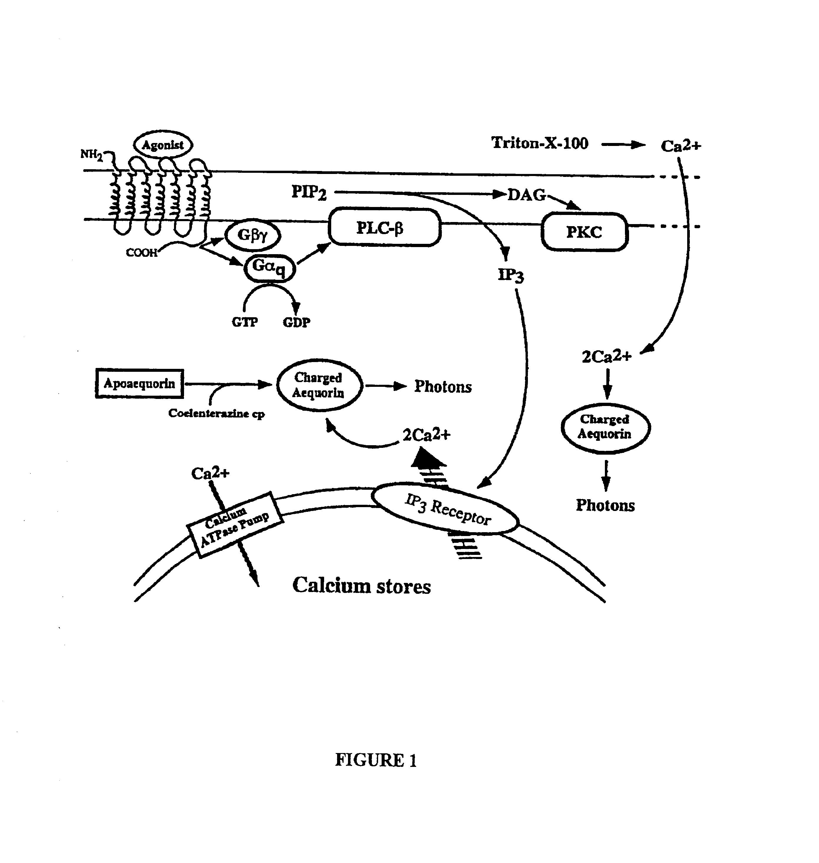 Method for evaluating therapeutic efficacy