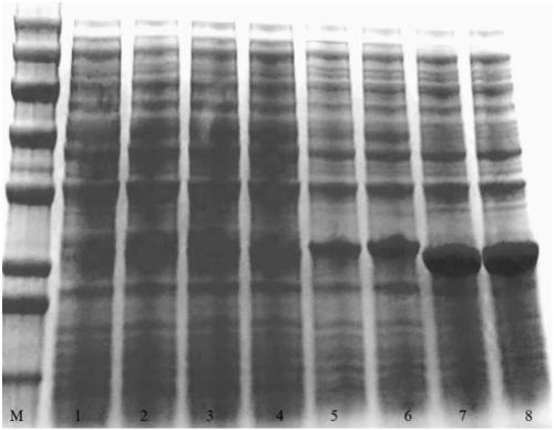 Recombinant expression carrier and construction method and application thereof