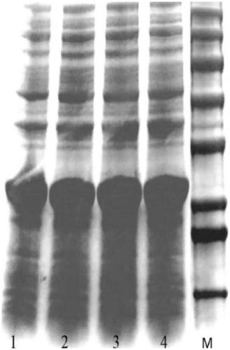 Recombinant expression carrier and construction method and application thereof