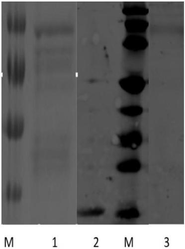 Recombinant expression carrier and construction method and application thereof