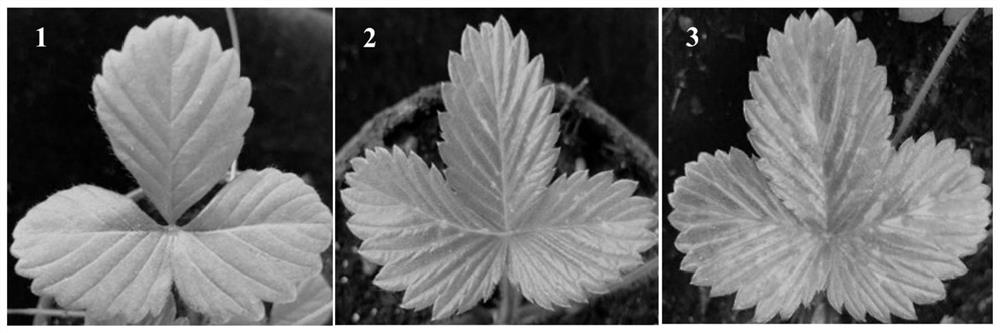 A strawberry vein virus vector and its construction method and application in foreign protein expression