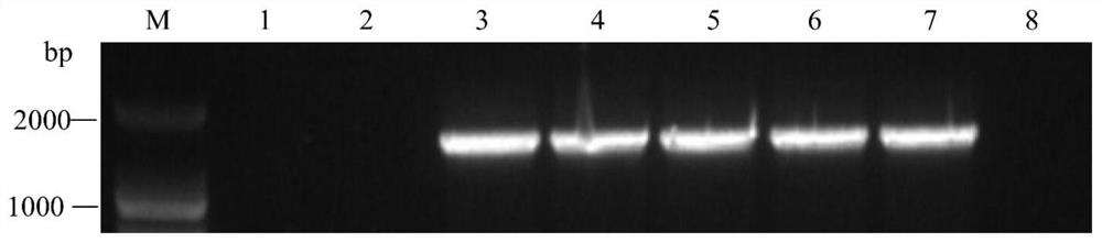 A strawberry vein virus vector and its construction method and application in foreign protein expression