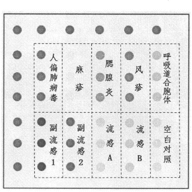 Preparation method and application of gene chip for detecting important respiratory pathogenic viruses