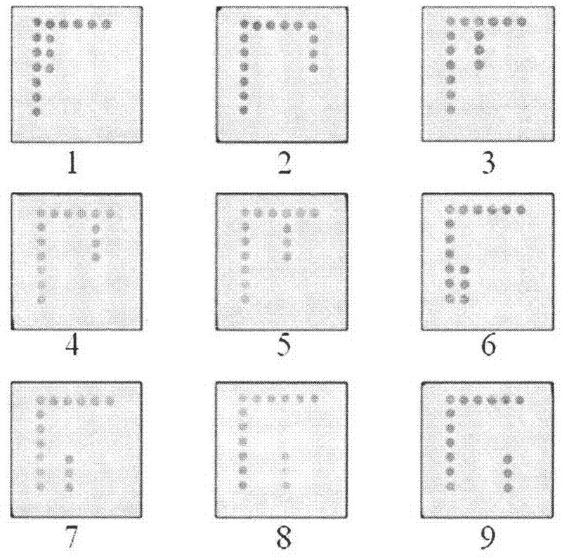 Preparation method and application of gene chip for detecting important respiratory pathogenic viruses