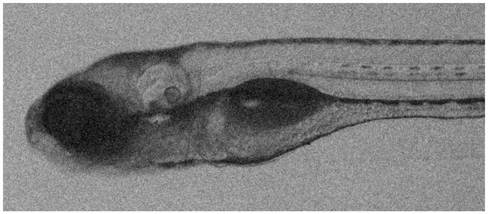 Biological image denoising method based on double-enhanced residual network