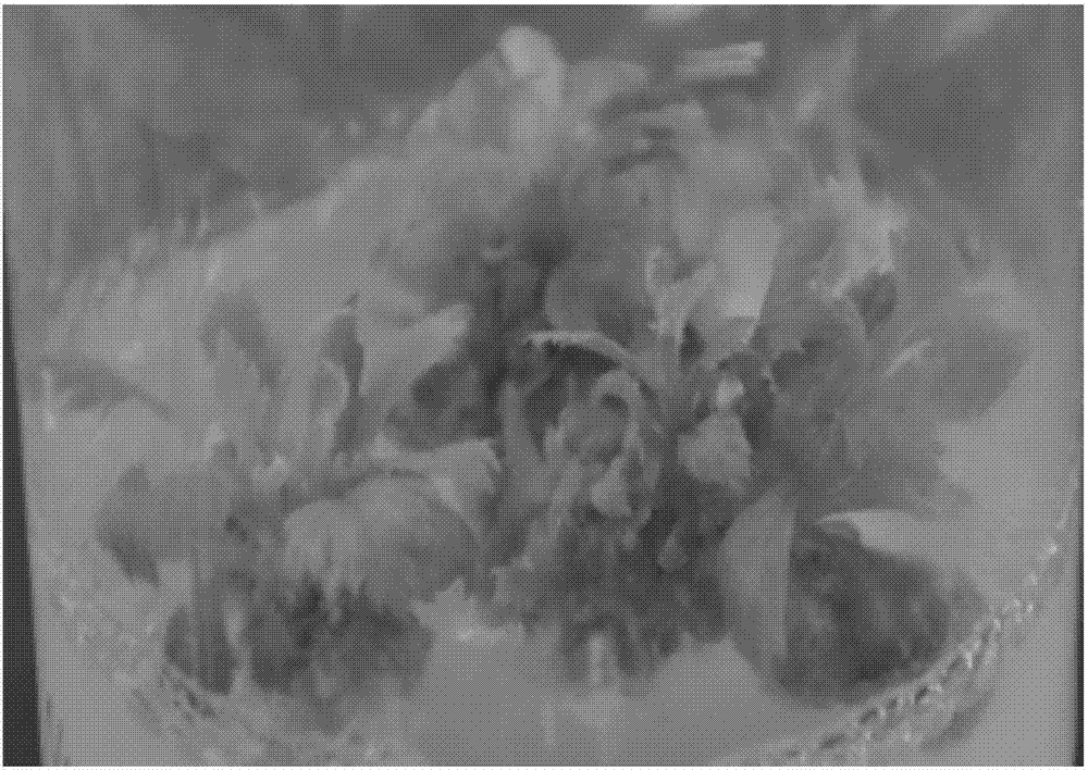 A kind of method for in vitro regeneration of chrysanthemum chrysanthemum strain