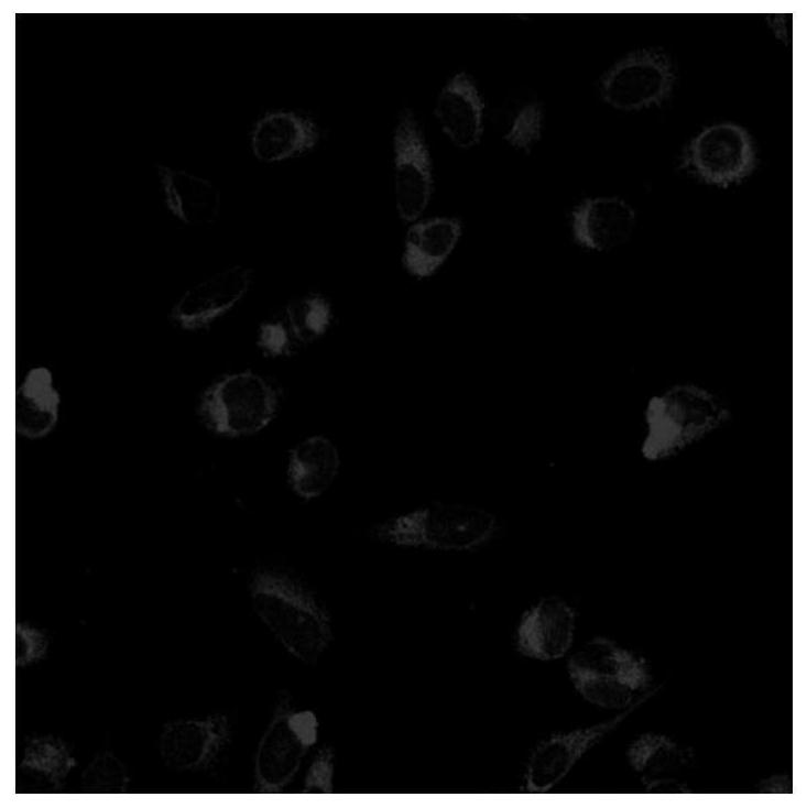 Water-soluble red fluorescence mitochondria targeting probe and application thereof