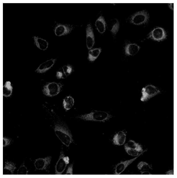 Water-soluble red fluorescence mitochondria targeting probe and application thereof