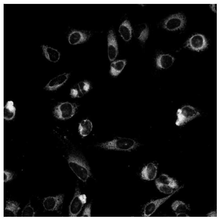 Water-soluble red fluorescence mitochondria targeting probe and application thereof