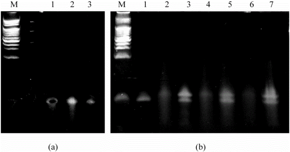 Modified oligodeoxynucleotide molecule containing CpG sequence unit and application thereof