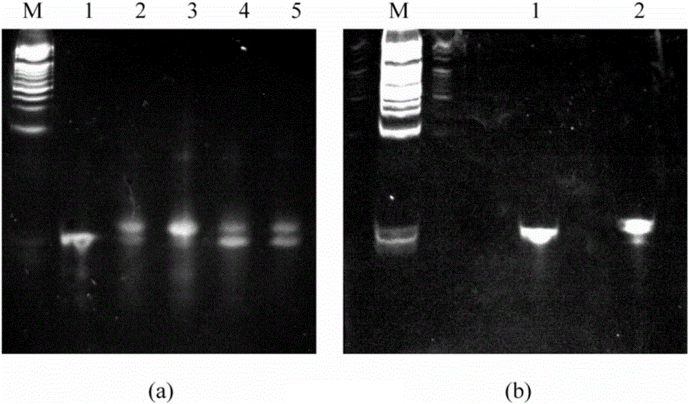 Modified oligodeoxynucleotide molecule containing CpG sequence unit and application thereof