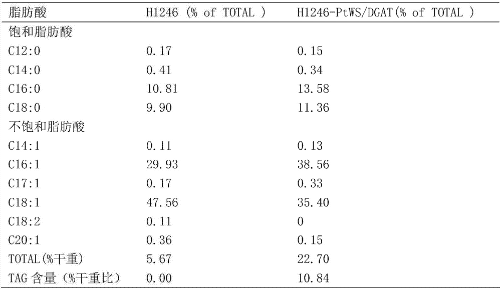 Phaeodactylum tricornutum bifunctional enzyme and application thereof