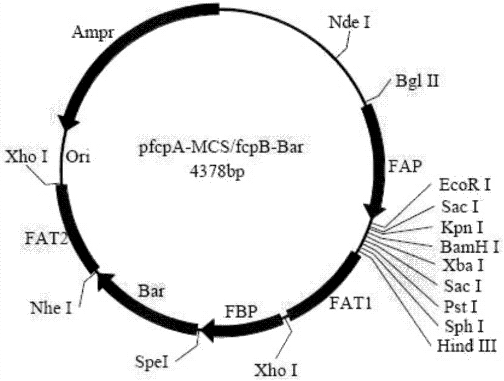 Phaeodactylum tricornutum bifunctional enzyme and application thereof