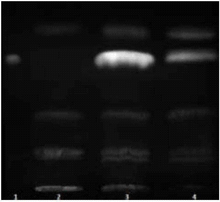 Phaeodactylum tricornutum bifunctional enzyme and application thereof