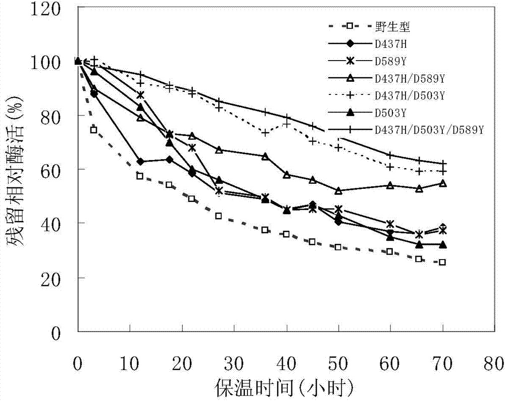 Pullulanase mutant and preparation method thereof