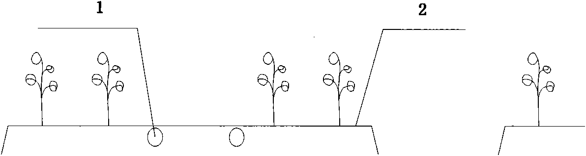 Drip Irrigation Method for Planting Cotton in Severe Saline Alkaline Land