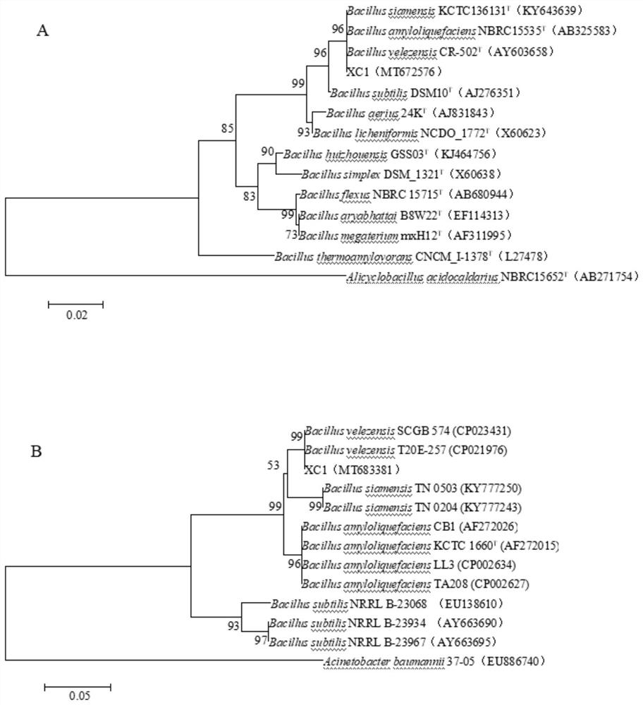 A strain of Bacillus Velez and its application in alleviating obstacles to apple continuous cropping