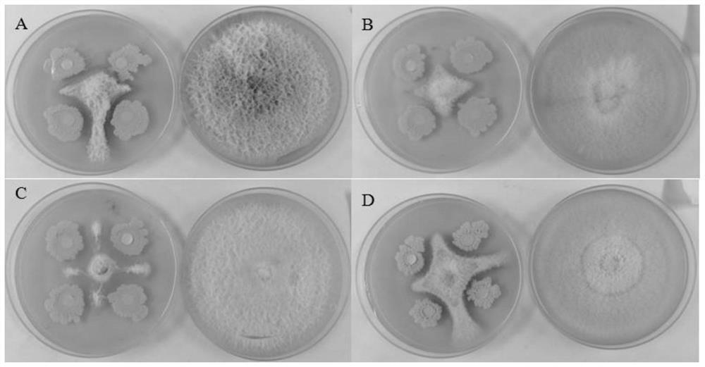 A strain of Bacillus Velez and its application in alleviating obstacles to apple continuous cropping