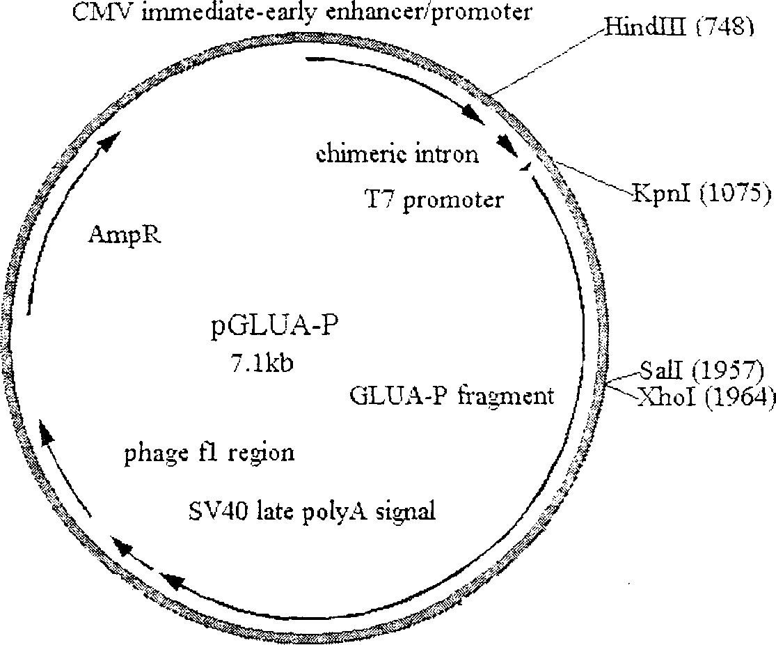 Fusion anticaries DNA vaccine and prepring method thereof