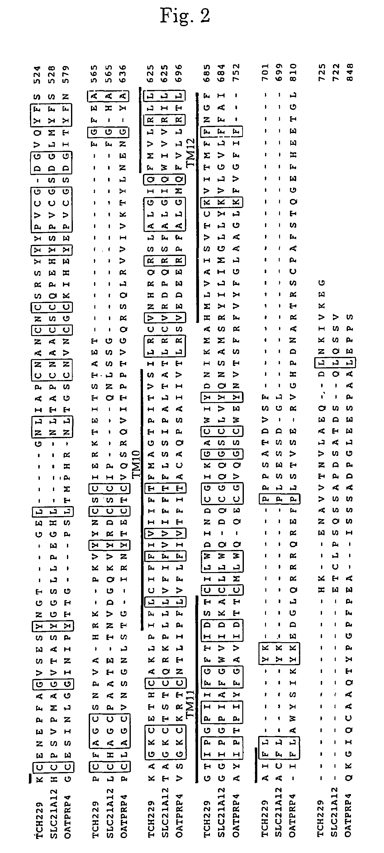 Organic anion transport protein TCH229