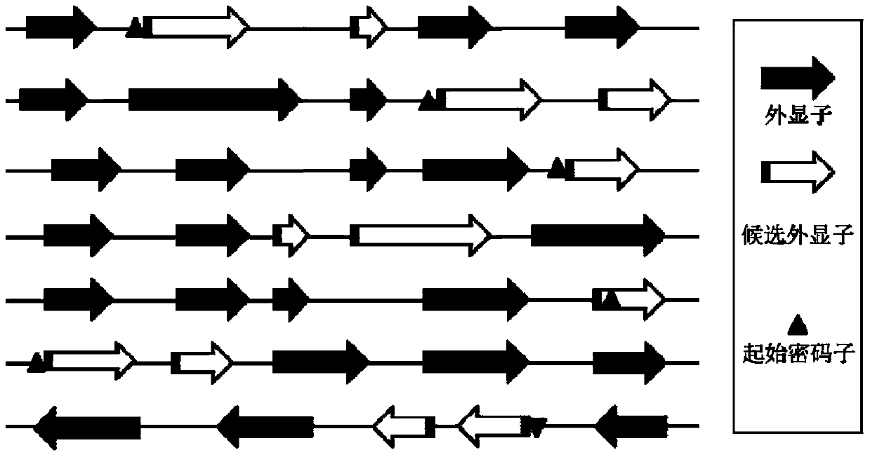 Method and device for screening sgRNA targets in CRISPR-Cas9 system