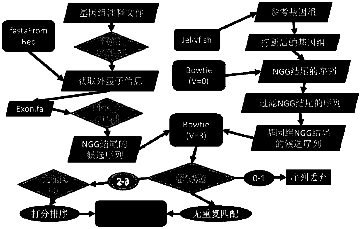 Method and device for screening sgRNA targets in CRISPR-Cas9 system