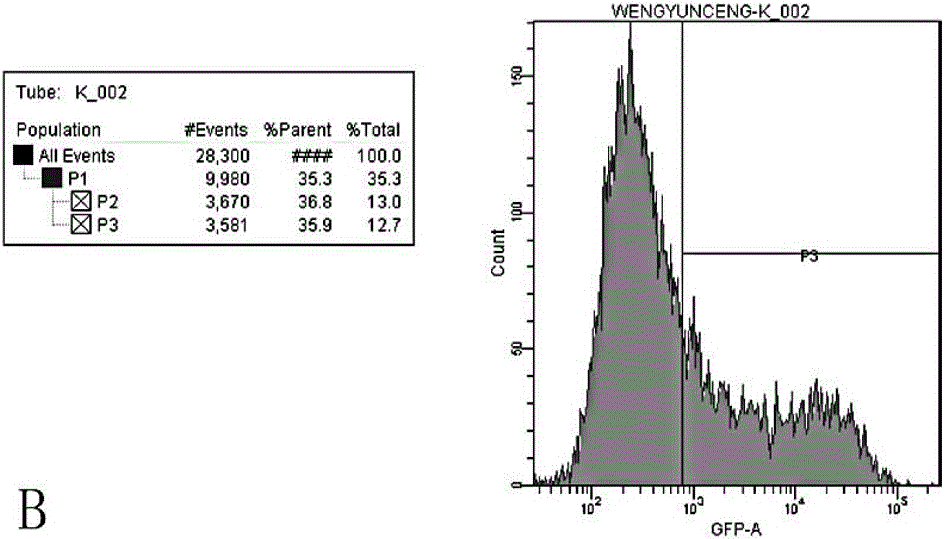 Application of recombinant lentivirus to HIV (human immunodeficiency virus) phenotypic drug resistance detection