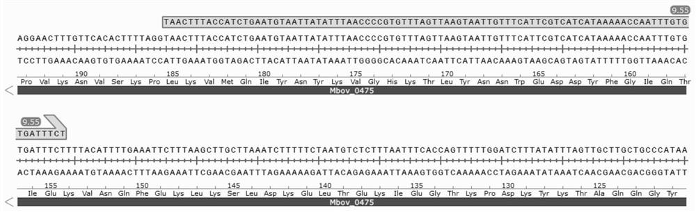 Mycoplasma bovis Mbov_0475 gene mutant strain and application thereof