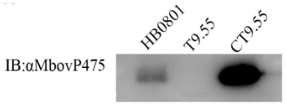 Mycoplasma bovis Mbov_0475 gene mutant strain and application thereof