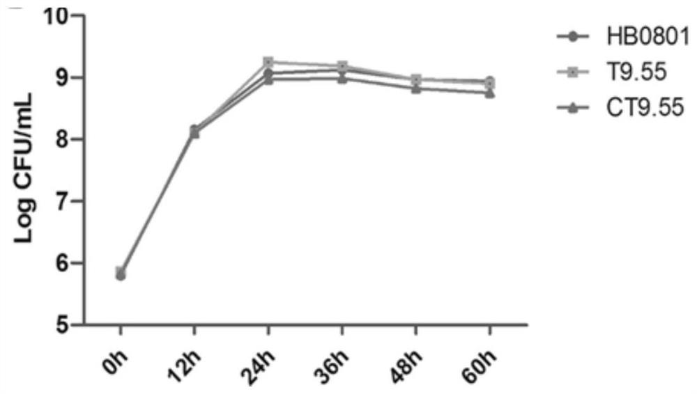 Mycoplasma bovis Mbov_0475 gene mutant strain and application thereof