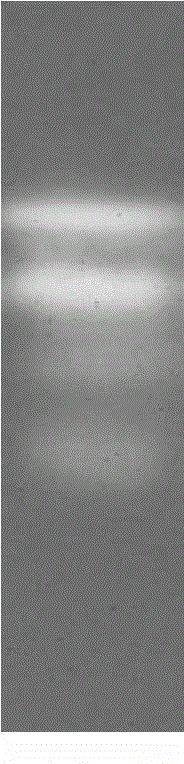 Zymogram active electrophoresis detection method