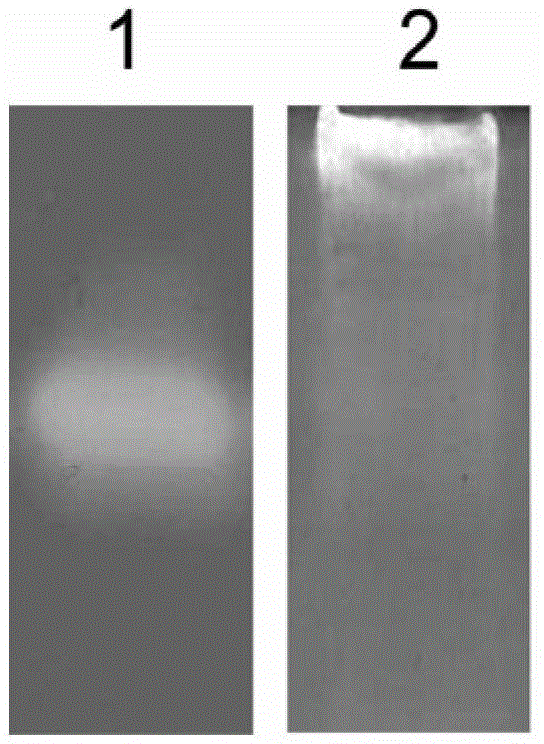 Zymogram active electrophoresis detection method