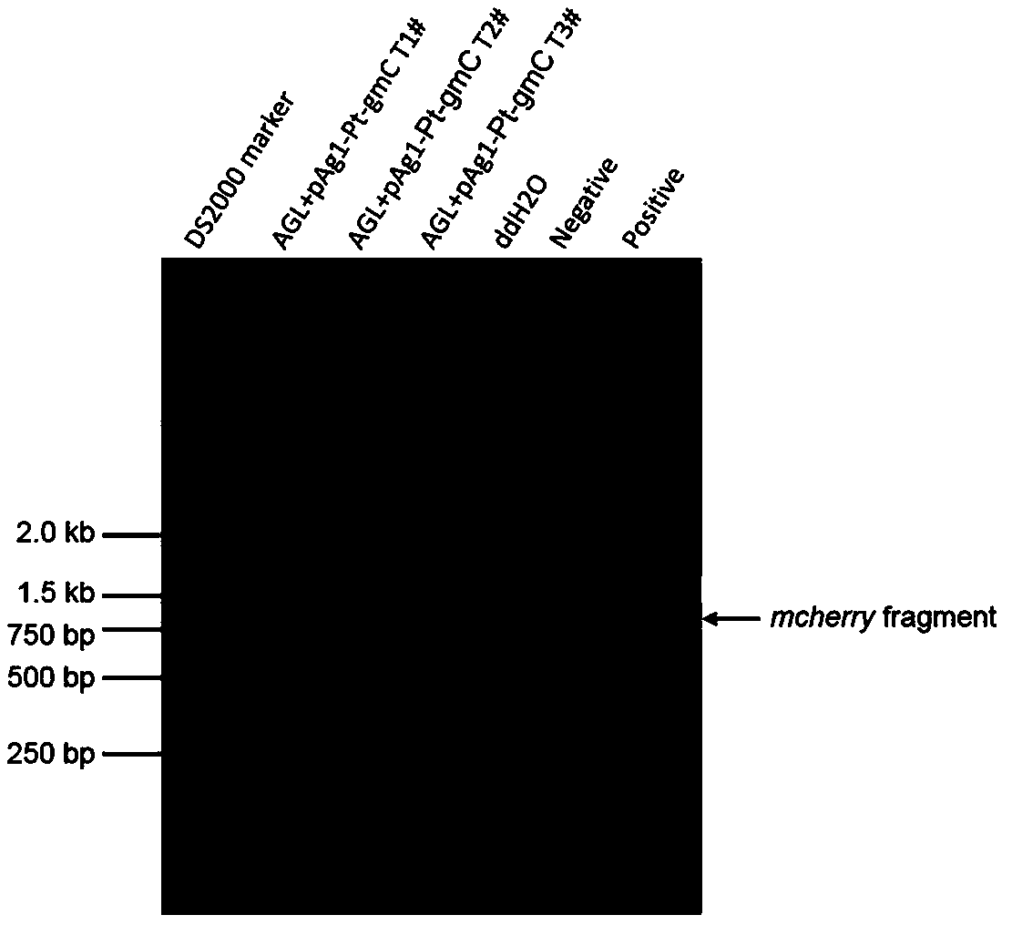 A genetic transformation method mediated by Agrobacterium tumefaciens with Aspergillus flavus mycelium as receptor