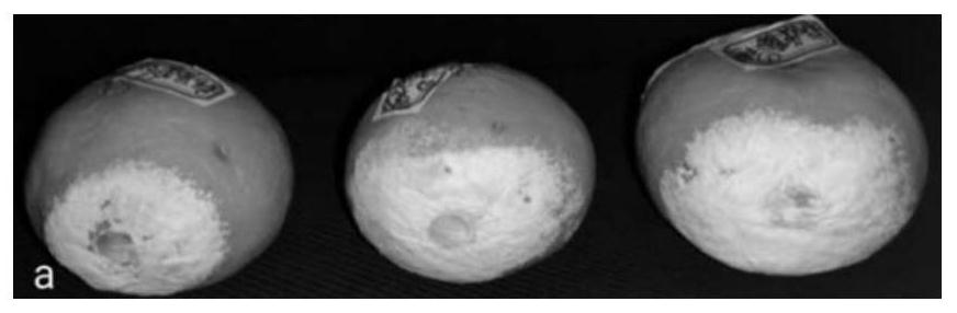 Streptomyces thiogambosus and application thereof in prevention and treatment of citrus green mold