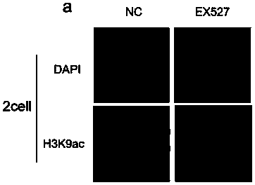 Expression inhibitor of pig SIRT1 gene and application of expression inhibitor