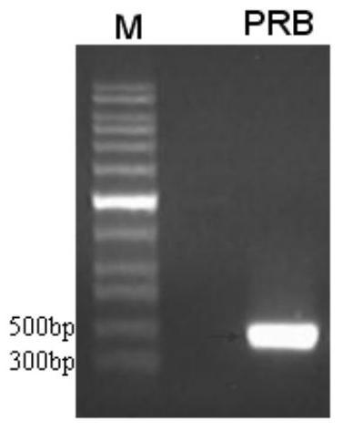 A kind of method for producing mycelomycin with Artemisia annua