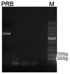 A kind of method for producing mycelomycin with Artemisia annua