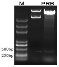 A kind of method for producing mycelomycin with Artemisia annua