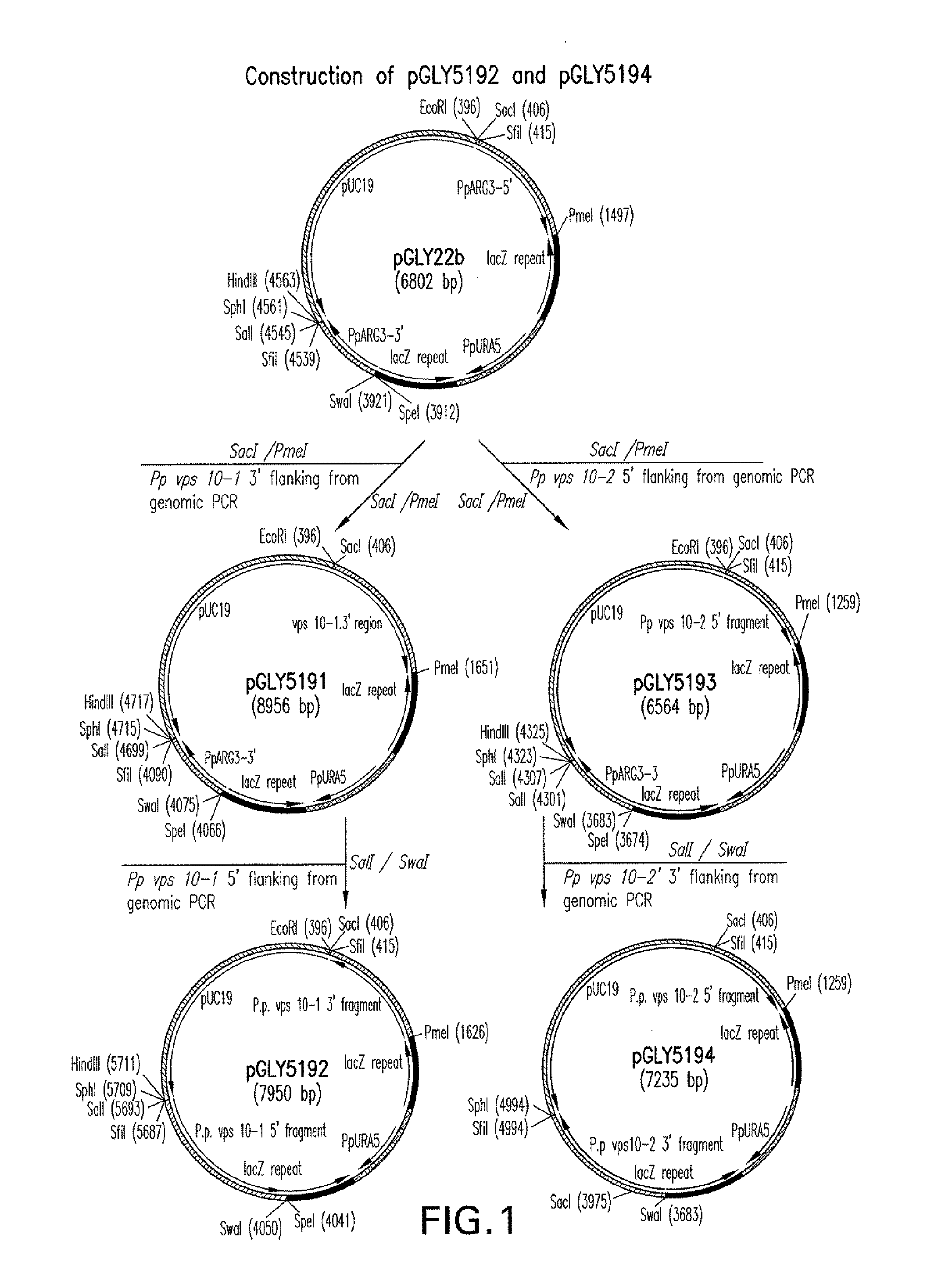 Methods for the production of recombinant proteins with improved secretion efficiencies