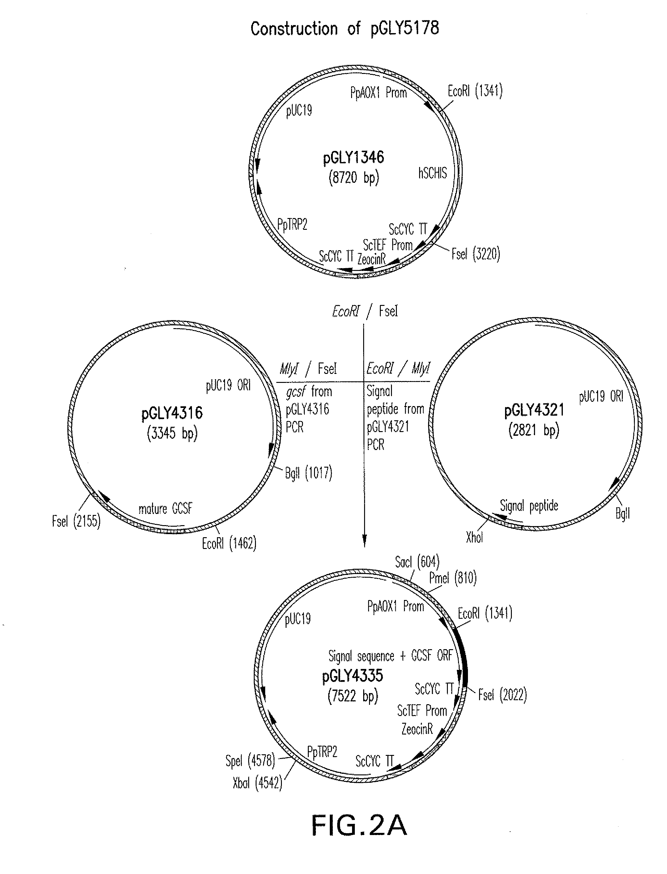 Methods for the production of recombinant proteins with improved secretion efficiencies