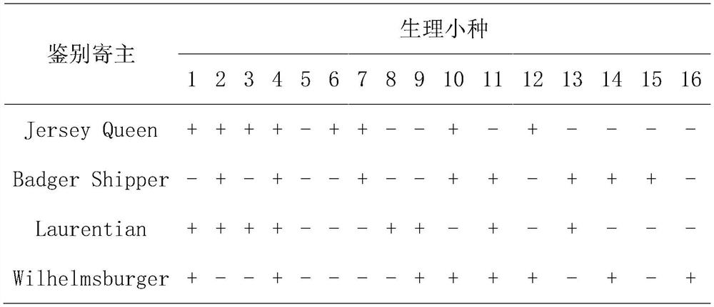 Inoculation identification method of clubroot in cruciferous crops