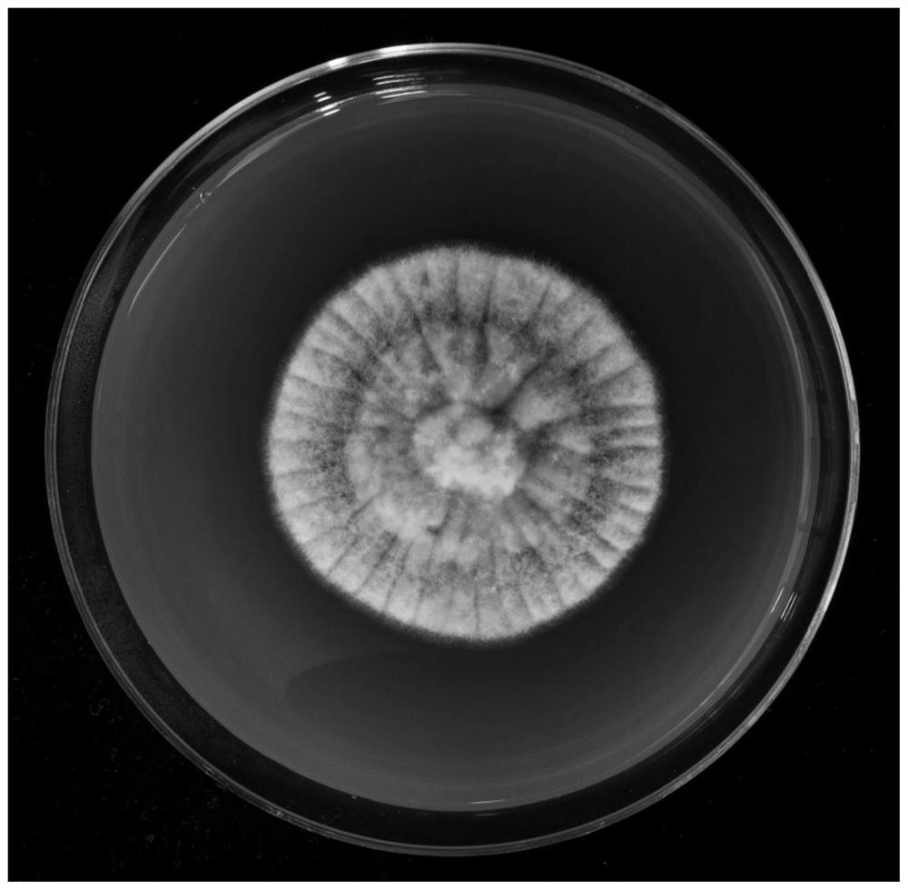 Nucleic acid molecular primer, method and kit for identifying boletus mucilaginosus