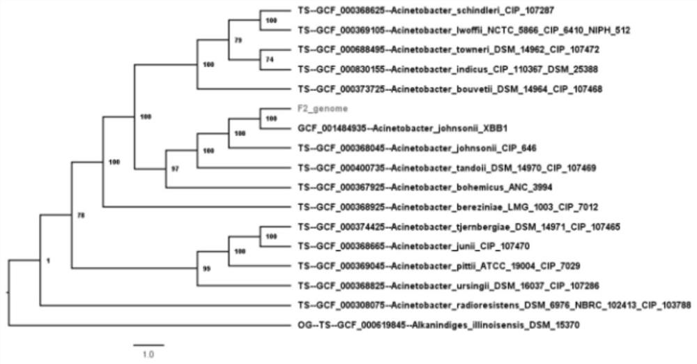 Degrading strain for bifenthrin insecticides and application thereof