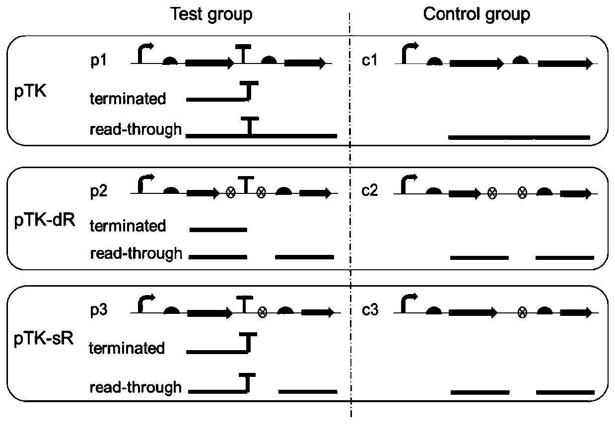 Plasmid system for comprehensively representing strength of escherichia coli terminator and method