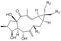 Transformation method of hydroxylated capers diterpenoid derivatives and its use in the preparation of antitumor drugs